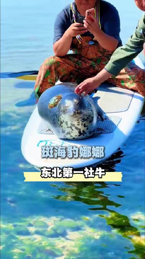在东北，连斑海豹都是大大方方的海豹娜娜 长海县