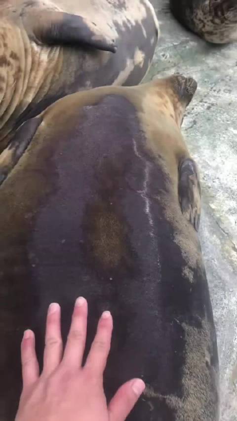 有人问海豹可以随便貘吗？…