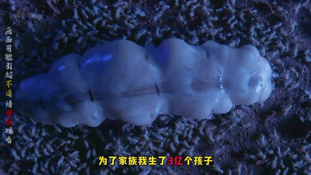 白蚁蚁后从飞翔到被回收的一生
