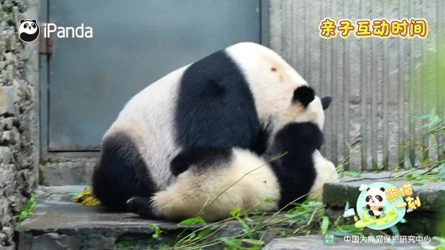 大熊猫乔乔闻声弃崽，专注听八卦