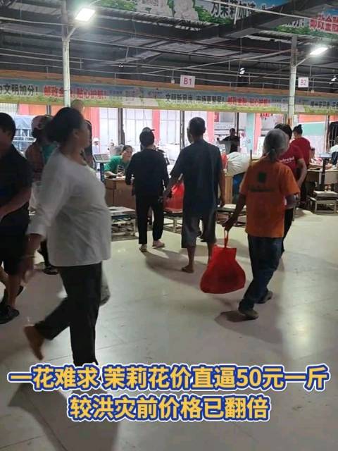 茉莉花价格翻倍茉莉花价格直逼50元1斤