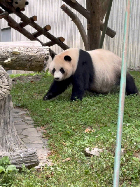一辆乔乔