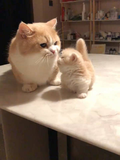 矮脚猫趴着好像海豹 小短腿真的太萌了
