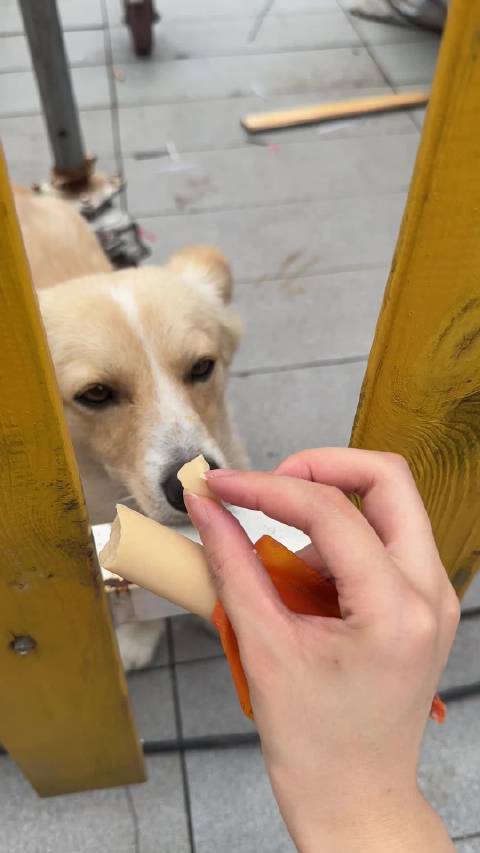 男子误将家犬当流浪狗投喂,与主人畅聊得知其名仔仔