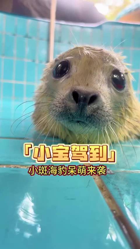 真的刷新我对小猫长相的认知，猫妈妈一窝崽里…