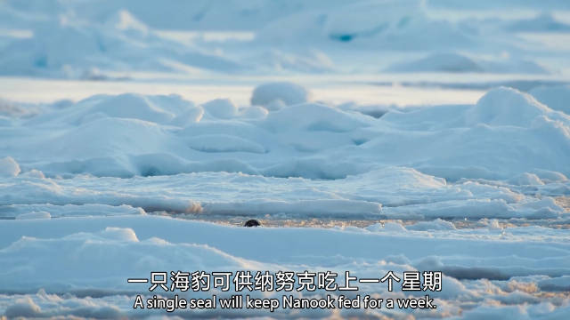 北极熊科普⑥一只海豹可供纳努克吃上一个星期