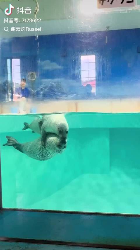 溜渐海豹时候