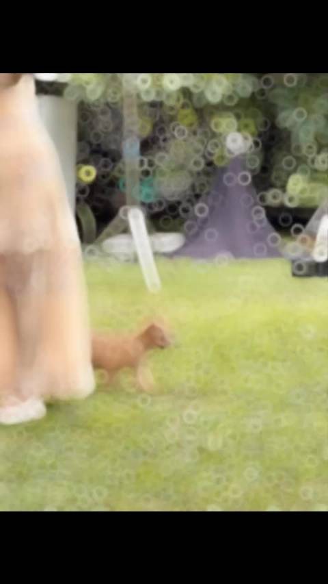 a longggggggg story  我们的宠物博主又更新啦