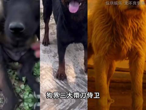 狗界三大带刀侍卫 洋气 查尔斯 黑豹