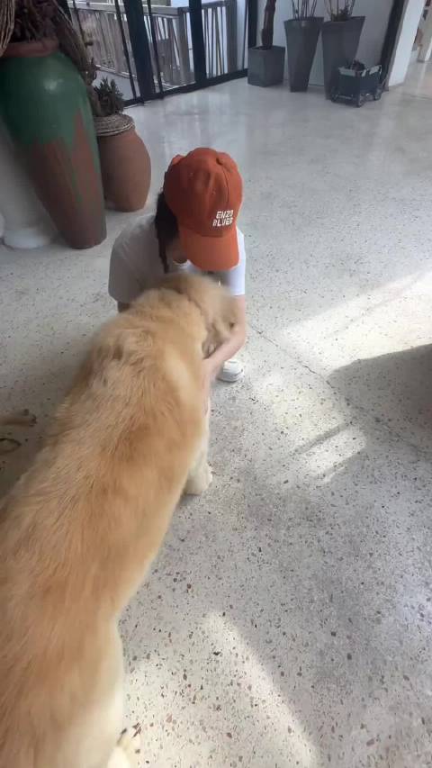 陈乔恩发声，养的每只狗狗胖胖超可爱