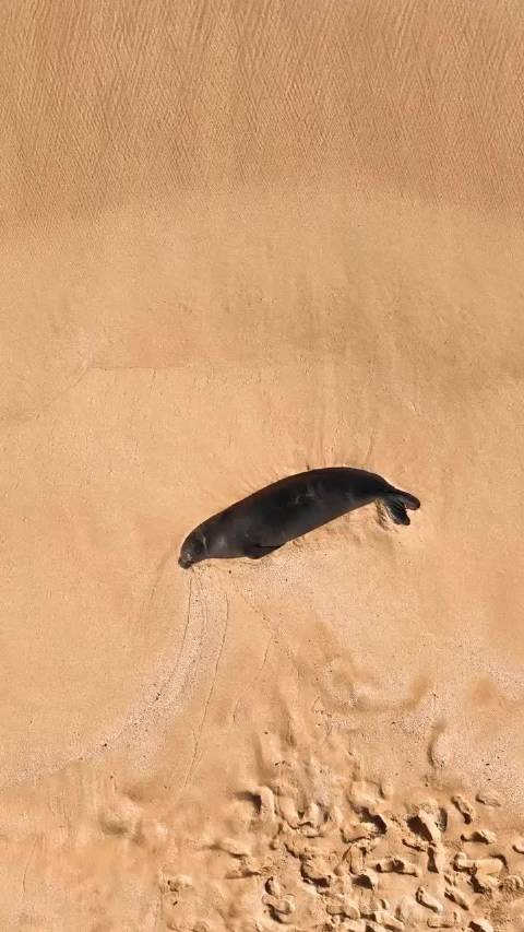 爽豹 海豹夏威夷僧海豹 Neomonachus schauinslandi Ins: kamaki_kine