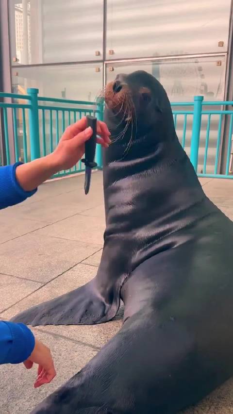 聪明的海狮和海豹怎么分辨他们呢