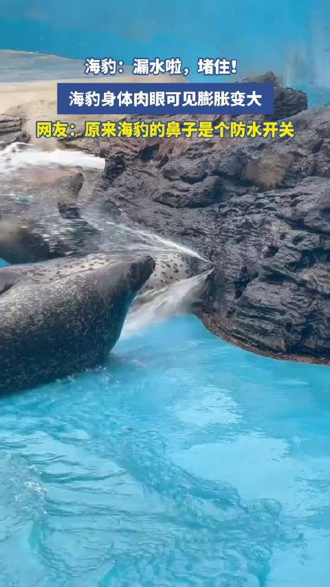 海豹喊漏水堵住，身体肉眼可见膨胀，网友称鼻子是防水开关