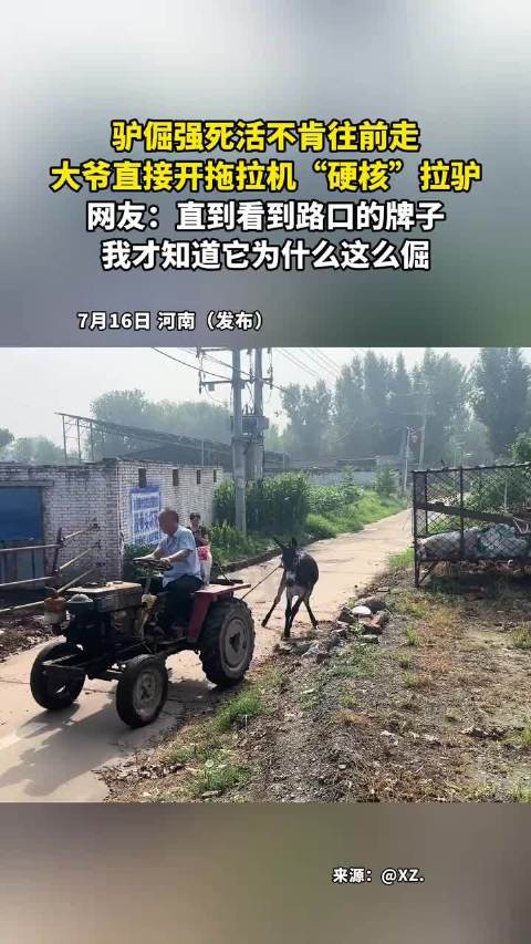 驴倔强死活不肯往前走，大爷直接开拖拉机硬核拉驴 ！