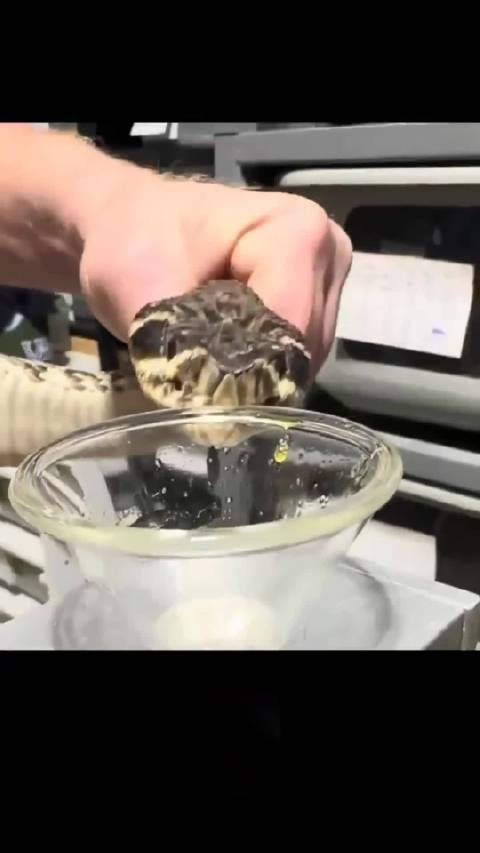 这条蛇咋可以取出这么多毒液，应该有剧毒