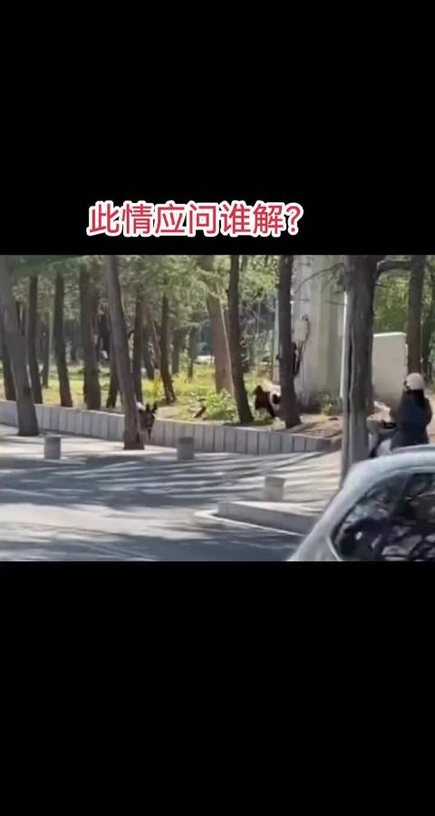 呼叫@杜江侦察记 杜江、陈乔恩、杨迪，来给你们惹事的毛孩子赔钱了