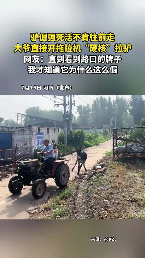 驴倔强死活不肯往前走，大爷直接开拖拉机“硬核”拉驴！