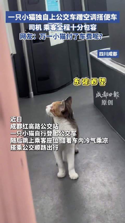 成都一只小猫独自搭公交蹭空调