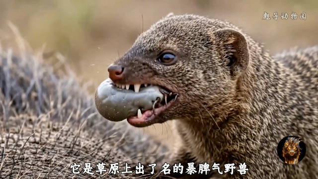 狐獴为疣猪清理寄生虫并预警天敌，堪称救命恩人