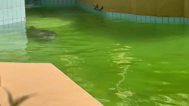 德国灰海豹曾遭滥捕滥猎，现为保护动物数量回升