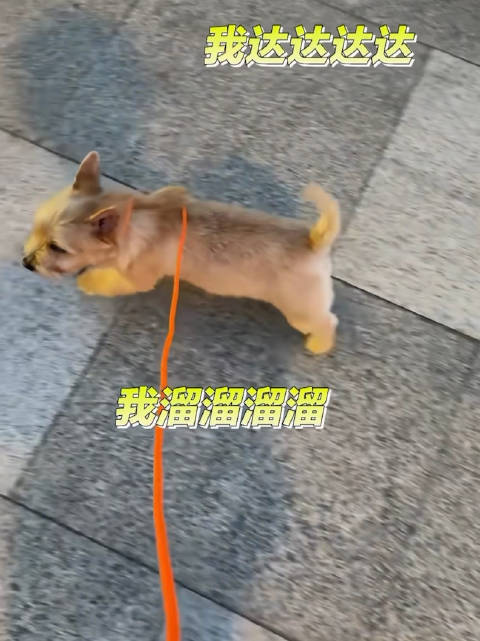 黄景瑜为女儿剪视频配音，夏天可爱无法自拔