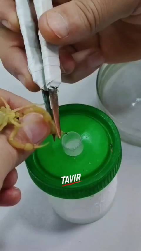 蝎子毒液提取瞬间被记录，助力科研与生物技术