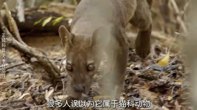 马岛獴：马达加斯加最凶猛的掠食者