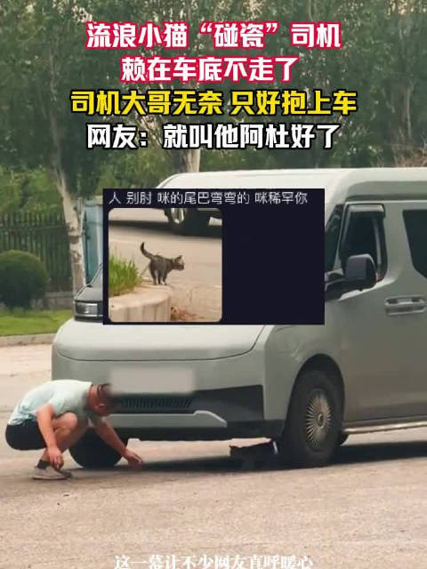 流浪小猫碰瓷司机赖车底被收养