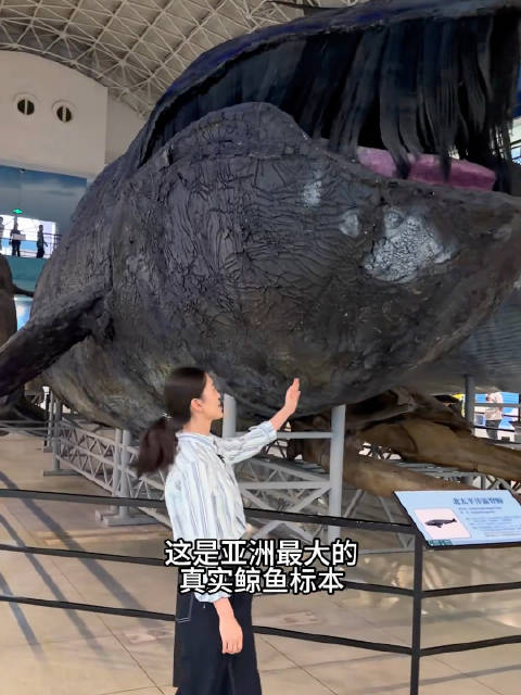 博物馆里的海洋巨物：从鲸鱼标本到“美人鱼原型”