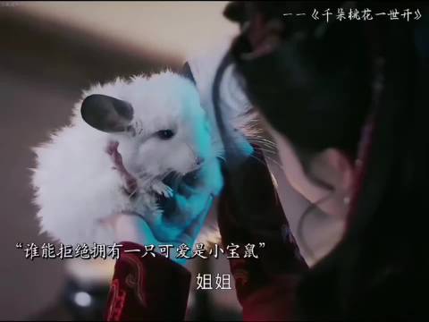 谁会拒绝拥有这么可爱的一只鼠鼠呢