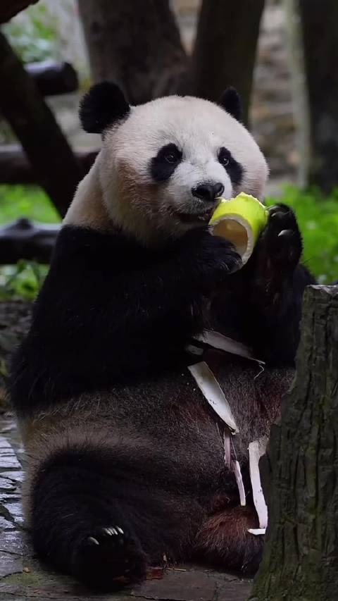 认真干饭的乔乔 崽崽过来捣乱也不受影响 这饭吃的太香了