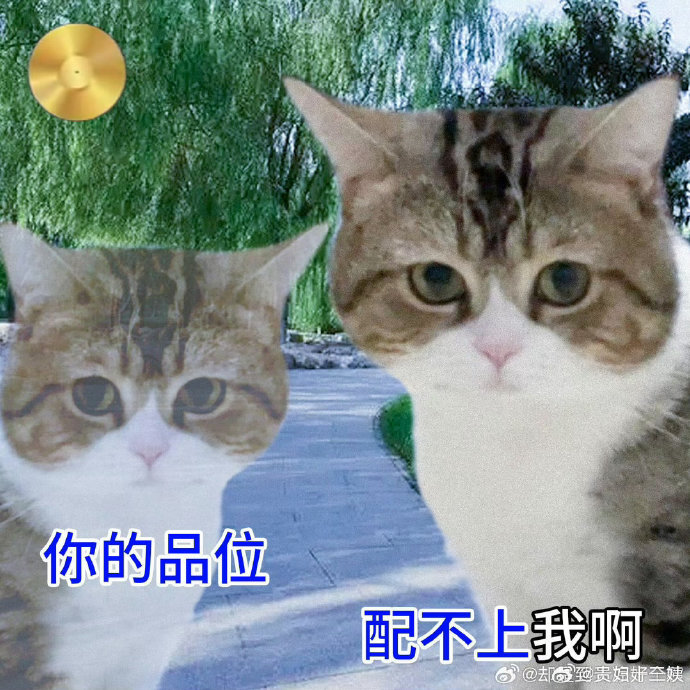 papi酱原版为何被网友称为OMG系列最权威一集？