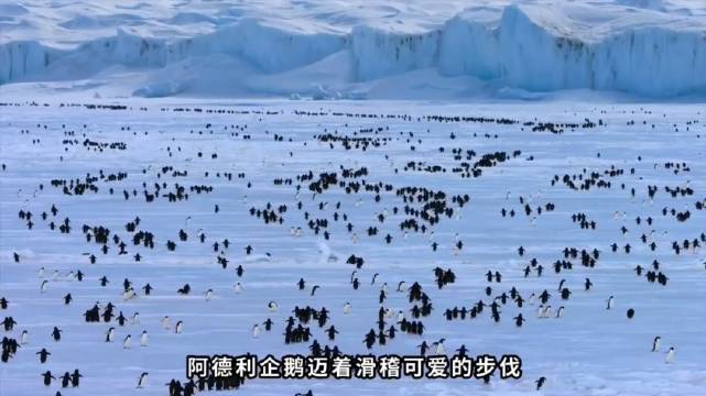 阿德利企鹅依赖海冰生存，成南极气候变化监测鸟