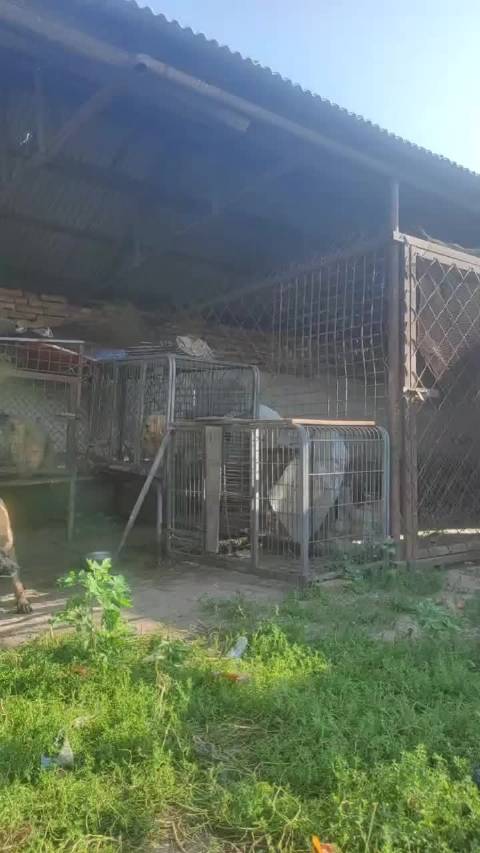 动物救助小院十八年坚守，今年困境求援