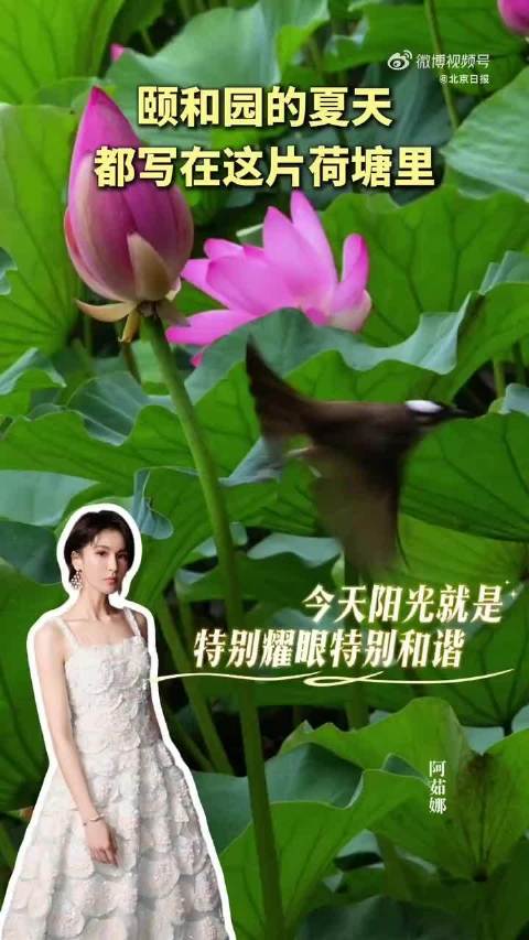 用曾沛慈的歌声打开颐和园夏荷