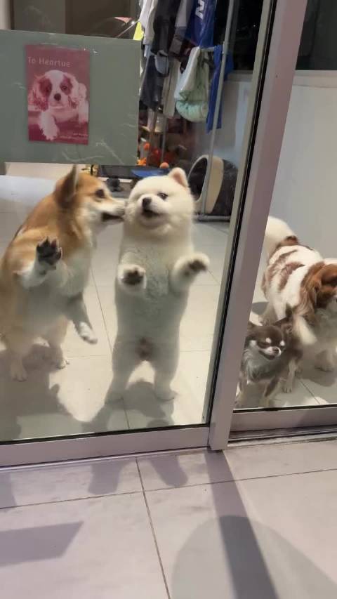 狗狗四重奏