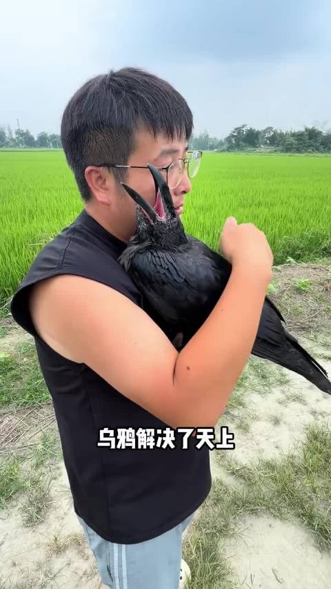 乌鸦解决天上无小狗问题，可爱头像壁纸分享