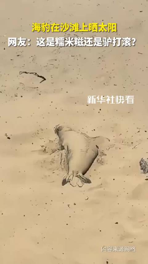 海豹在沙滩上晒太阳，网友：这是糯米糍还是驴打滚？ ！
