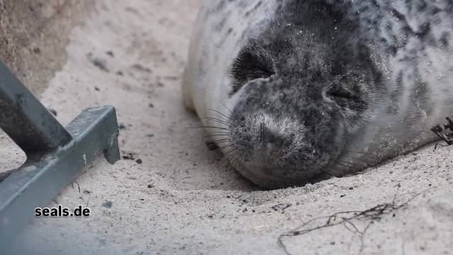 大睡特睡中…… Halichoerus grypus Ins: seals.de