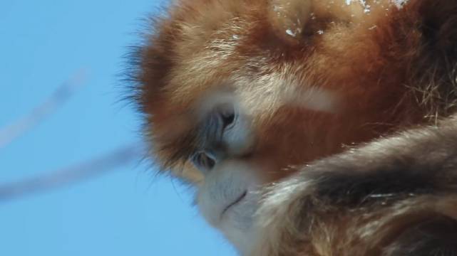 纪录片展现海陆空生灵野性较量，生存竞赛精彩上演