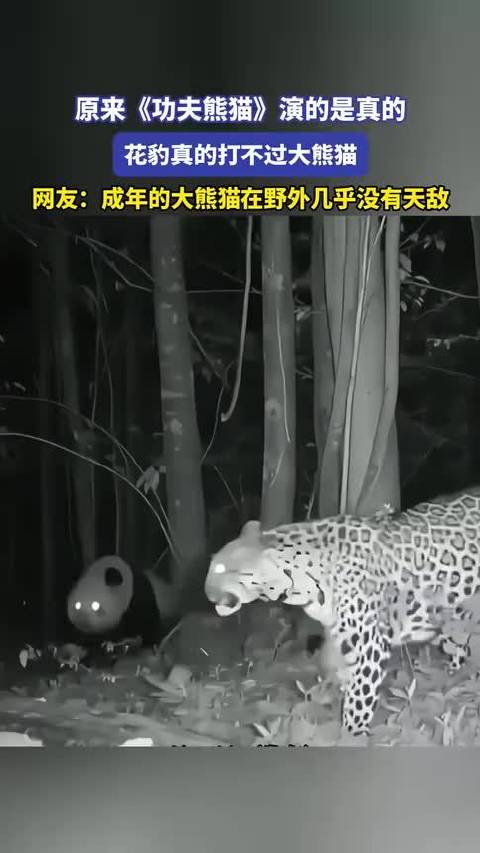 原来《功夫熊猫》演的是真的花豹真的打不过大熊猫