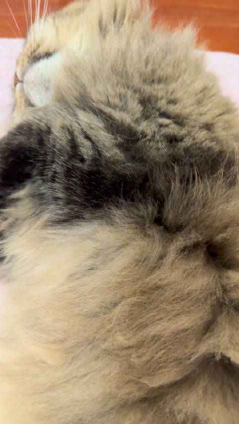 在仔仔睡觉的时候玩她的尾巴她会咩咩叫