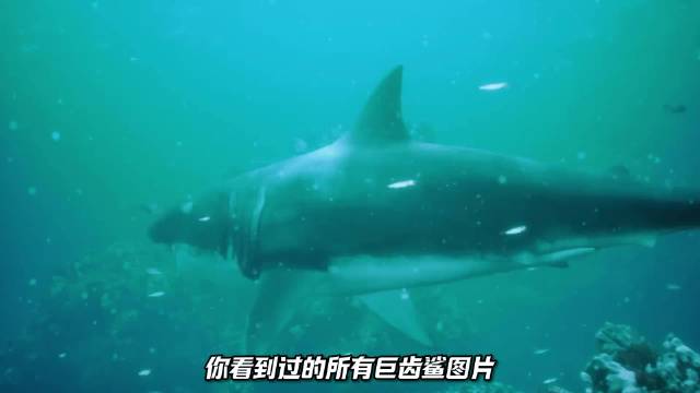 巨齿鲨最新研究揭秘体长24米重94吨温血统治1900万年离奇消失