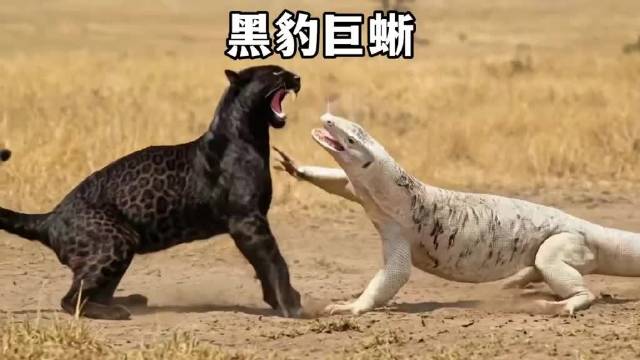 黑豹大战白化巨蜥 黑豹野生动物巨蜥科莫多巨蜥动物世界