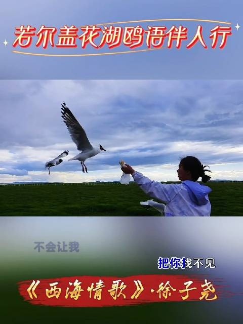 若尔盖花湖｜人与鸟共享的夏天