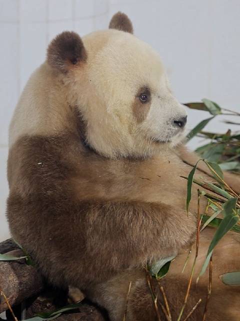 草本植物严选专家七仔仔！秦岭棕色大熊猫七仔