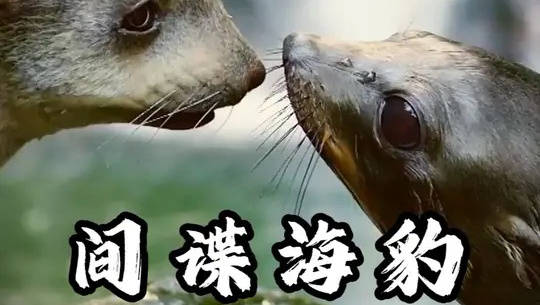 新西兰海豹：爱是真的，世界就是真的