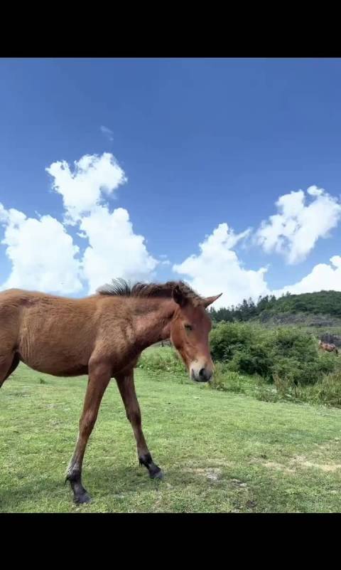 胡一天山野相伴，萌宠骏马悠然