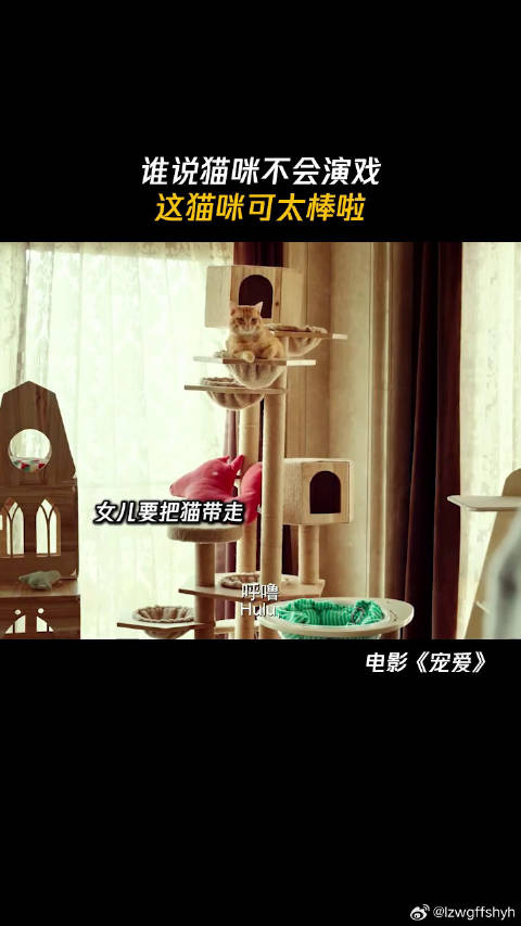 这猫咪演技可太棒啦 于和伟