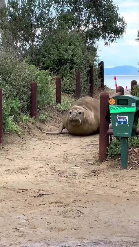 澳洲海豹Neil现身塔斯马尼亚，破坏车辆围栏遭保护